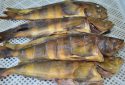 Hot smoked (arabesque) greenling /Okhotsk Ataka mackerel   (Pleurogrammus azonus)